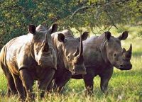 Черные носороги в парке Мкомази