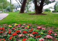 Экзотические цветы в Садах Святого Мартина