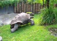 Гигантские черепахи Цюрихского зоопарка