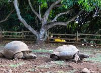 Гигантские черепахи обитающие в парке Касела