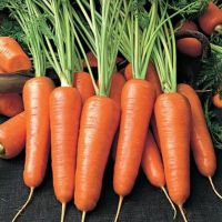 как получить хороший урожай моркови