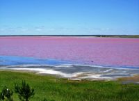 розовое озеро на алтае_9