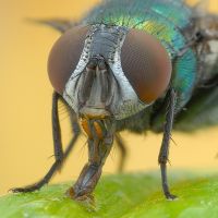 как избавиться от мух