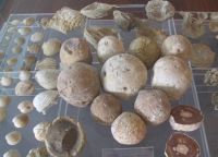 Коллекция окаменелых ракушек в Музее моря