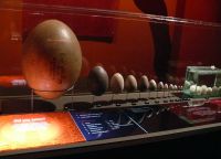 Яйца древних животных