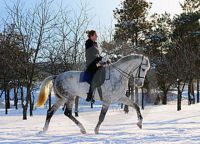 фотосессия с лошадьми зимой 10