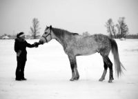 фотосессия с лошадьми зимой 5
