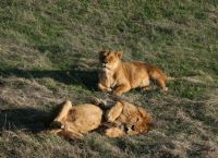 Львы в Национальном парке Вирачей