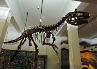 Скелет тиранозавра