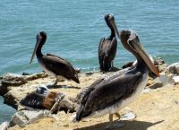 Пеликаны в Паракасе