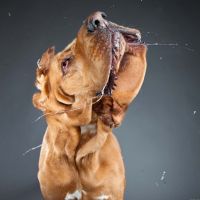 почему у собаки текут слюни
