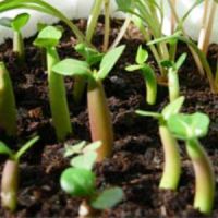 как посадить семена адениума