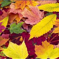Опавшая листва - вред и польза
