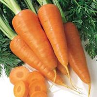 почему лопается морковь