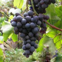 виноград черный восторг