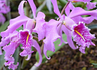 Ботанический сад Пакакуна, орхидеи