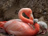 Озеро Фламинго - фламинго с птенцом