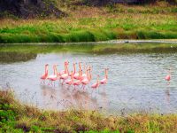 Танец Фламинго на озере