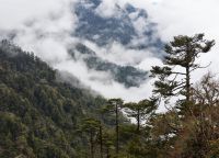 Хвойные леса парка Тхрумшинг