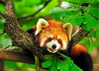 Красная панда - эндемичное животное парка