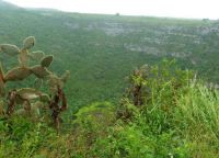 Кратеры Близнецы - галапагосские кактусы
