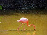 Остров Исабела - фламинго на озере