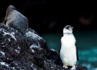 Галапагосский пингвин на острове