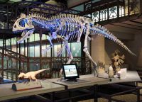 Скелет динозавра в музее естественных наук