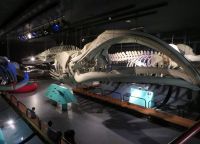 Скелет кита в музее естественных наук