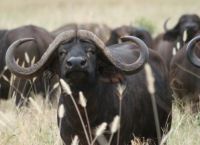 Стадо буйволов, пасущихся в национальном парке Бони