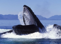 Заповедник Мачалилья - горбатый кит