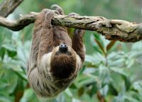 Двупалый ленивец - один из обитателей здешних лесов