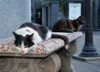 Кошки на кладбище