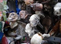 На рынке Ведьм продаются сушеные животные
