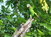 Попугаи в тропическом лесу Кокпит-Кантри