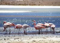 Розовые фламинго - главные представители фауны парка