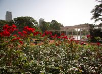 Сад роз в парке Трес-де-Фебреро