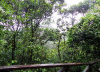 Тропические облачные леса Эль Копе