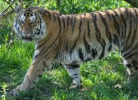 Тигр в Национальном парке Вирачей