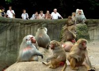 Уголок с обезьянами