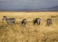Зебры пасутся на травянистых равнинах