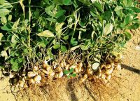 Земляной орех  выращивание