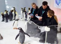Знакомство с пингвинами