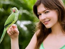 как приучить попугая к рукам