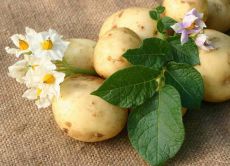 лечение желудка картофельным соком