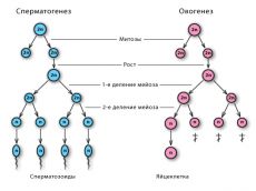 отличие сперматогенеза от овогенеза
