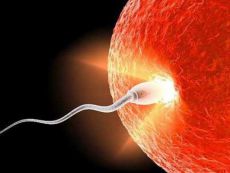 что происходит после проникновения сперматозоида в яйцеклетку