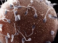 как попадает сперматозоид в яйцеклетку
