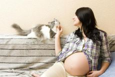 почему беременным нельзя гладить кошек