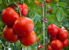 вкусные урожайные сорта томатов